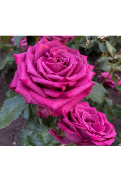 Троянда чайно-гібридна ‘Юріанда’